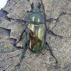 ニジイロクワガタ　ペア（♂1頭♀1頭）2025/9/7の画像