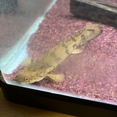 ポリプテルスエンドリケリー10cm±の画像
