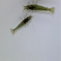 深海メダカ若魚1ペア＋ミナミヌマエビ5匹セットの画像
