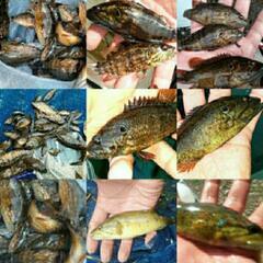 32.日本淡水魚・ガサガサ採集(川遊び)　ラインオプチャTEAM...