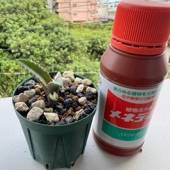 アガベ　チタノタ4株セットの画像