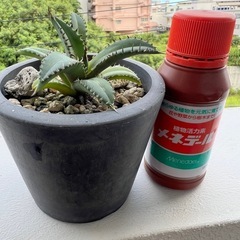 アガベ　チタノタ4株セットの画像