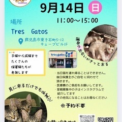 保護猫GO-EN讓渡会 inトレスガトス