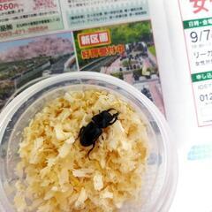 チョウセンヒラタクワガタ　オス単品の画像