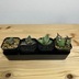 ランキングキーワードに紐づく投稿画像-多肉植物