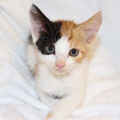 保護　子猫　可愛い三毛猫　メス　約3ヶ月