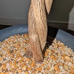 【室内向け】3本編み込みハイビスカス 赤 6号鉢 面倒な植え替え不要の画像