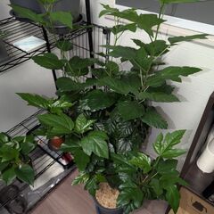 【室内向け】3本編み込みハイビスカス 赤 6号鉢 面倒な植え替え不要の画像