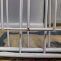 ゲージ(ペット)の画像