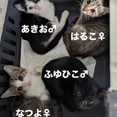 【9/8更新】沖縄で保護された12匹の子猫たち