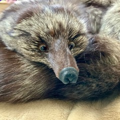 ヴィンテージ高級毛皮のシルバーフォックス顔つき襟巻きの画像