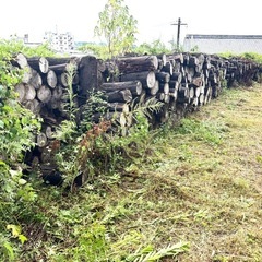杉薪🌲たくさんあります❗️キャンプ、バーベキュー、イベントなどの画像