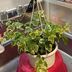 ランキングキーワードに紐づく投稿画像-観葉植物