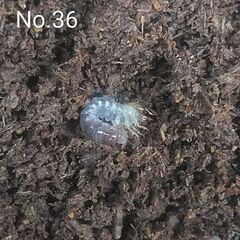 【幼虫3頭】ウエストウッディLower Subansiri ③の画像