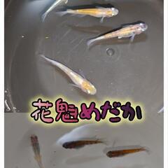 花魁めだか 2ペア＋2匹の画像