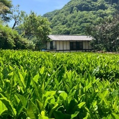緑茶123の画像