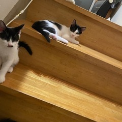 まだまだやんちゃ