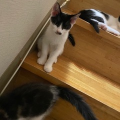 まだまだやんちゃ