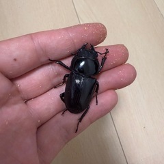 ホペイ北峰F3 ♂3♀2の画像