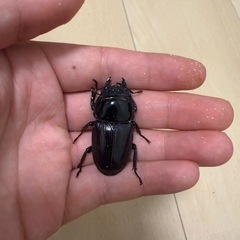 ホペイ北峰F3 ♂3♀2の画像