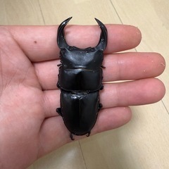 ホペイ北峰F3 ♂3♀2の画像