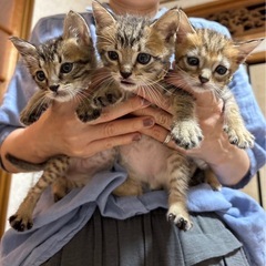 くっつき虫のキジトラ一味♂ 一時停止