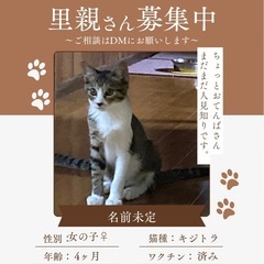 4ヶ月キジトラ︎︎ ♀