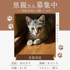 4ヶ月キジトラ︎︎ ♀