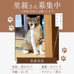 4ヶ月キジトラ♂