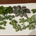 ランキングキーワードに紐づく投稿画像-多肉植物