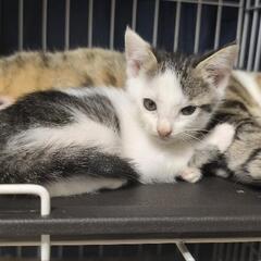 再募集 7月22日産まれ子猫ちゃんの里親募集