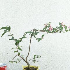 盆栽素材ヒメアセローラの画像