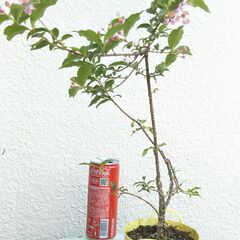 盆栽素材ヒメアセローラの画像