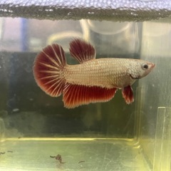 レッドドラゴン🐉1♂2♀トリオの画像