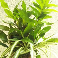 観葉植物の寄せ植えの画像