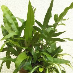 観葉植物の寄せ植えの画像