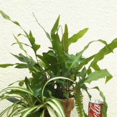 観葉植物の寄せ植えの画像
