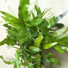 観葉植物の寄せ植えの画像