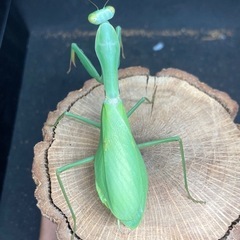 ムネアカハラビロカマキリ野外品ペアの画像