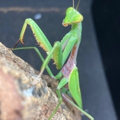 ムネアカハラビロカマキリ野外品ペアの画像
