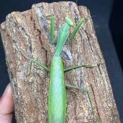 ムネアカハラビロカマキリ野外品ペアの画像