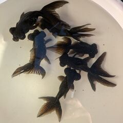 金魚（出目金）の画像