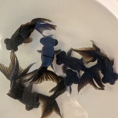 金魚（出目金）の画像