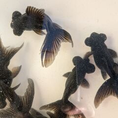 金魚（出目金）の画像