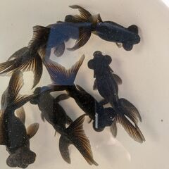 金魚（出目金）の画像