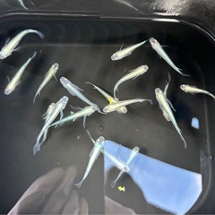 🐟.*･ﾟメダカ   青蝶ロング   10匹の画像