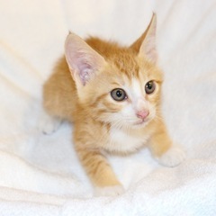 保護　子猫　茶白タビ、靴下　オス　約3ヶ月