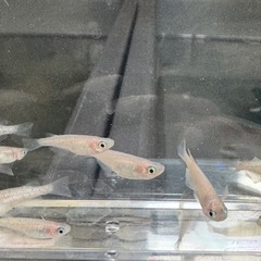 ピンクサファイアメダカ10匹の画像