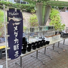 9月14日（日）道の駅【しらとりの郷】でメダカ販売