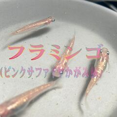 レア　ピンクサファイヤかがみ鱗（フラミンゴ）めだか幼魚　2ペアの画像